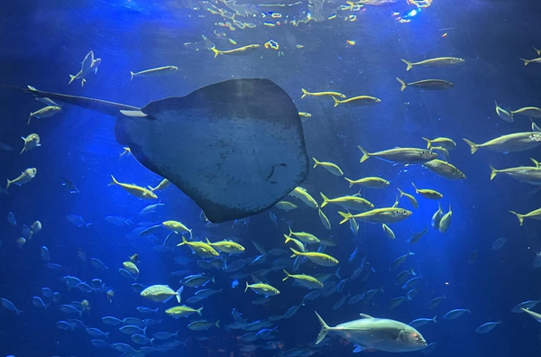 海洋館